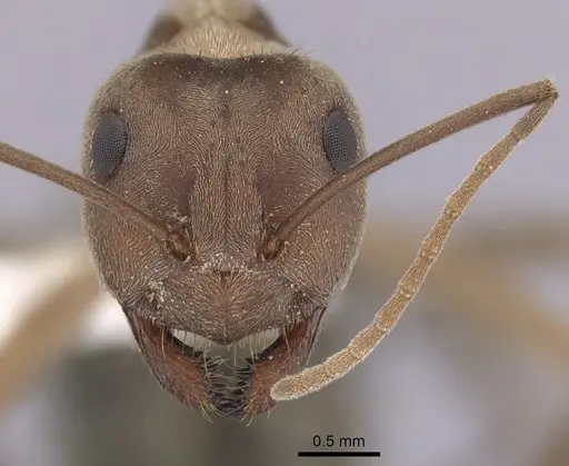 Anoplolepis custodiens specimen CASENT0249925 image casent0249925_2