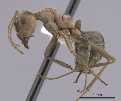 Anoplolepis custodiens specimen CASENT0249925 image casent0249925_3