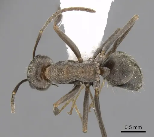 Anoplolepis custodiens specimen CASENT0249926 image casent0249926_1
