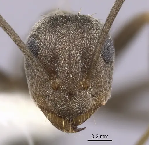 Anoplolepis custodiens specimen CASENT0249926 image casent0249926_2