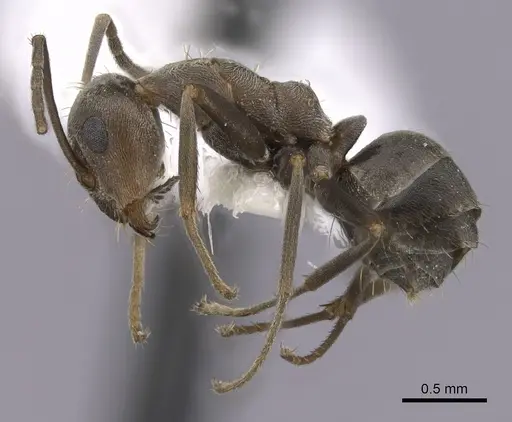 Anoplolepis custodiens specimen CASENT0249926 image casent0249926_3