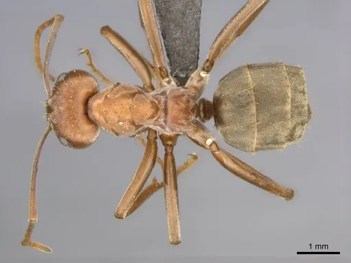 Anoplolepis custodiens specimen CASENT0257141 image casent0257141_1