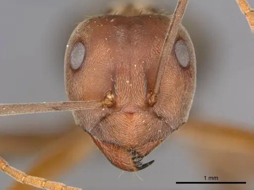 Anoplolepis custodiens specimen CASENT0257141 image casent0257141_2