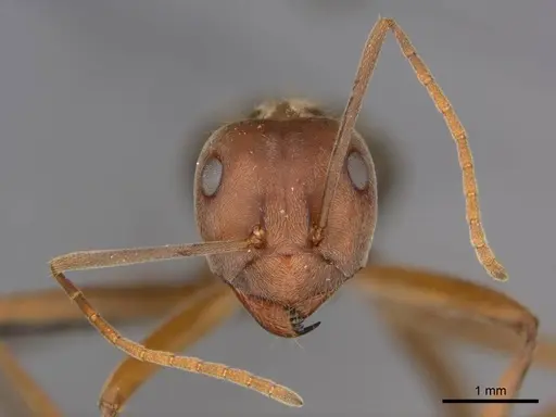 Anoplolepis custodiens specimen CASENT0257141 image casent0257141_3