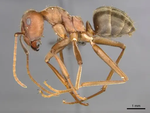 Anoplolepis custodiens specimen CASENT0257141 image casent0257141_4