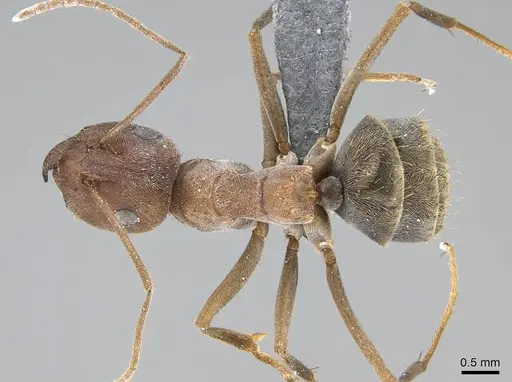 Anoplolepis custodiens specimen CASENT0785808 image casent0785808_1