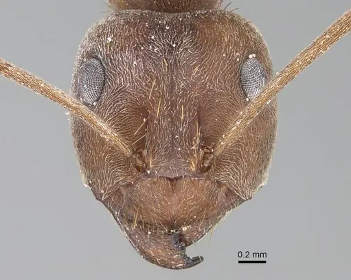 Anoplolepis custodiens specimen CASENT0785808 image casent0785808_2