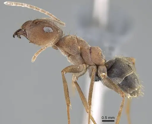 Anoplolepis custodiens specimen CASENT0785808 image casent0785808_3