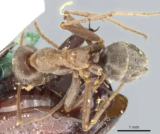 Anoplolepis custodiens specimen CASENT0903233 image casent0903233_1