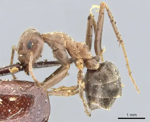 Anoplolepis custodiens specimen CASENT0903233 image casent0903233_3