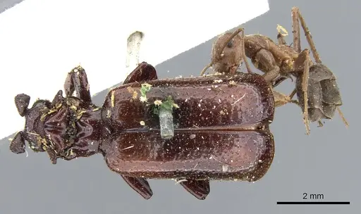 Anoplolepis custodiens specimen CASENT0903233 image casent0903233_4