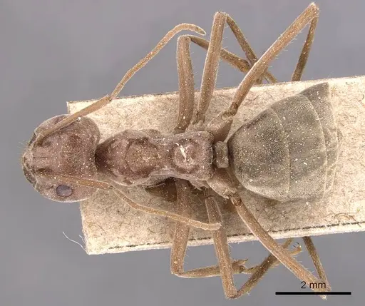 Anoplolepis custodiens specimen CASENT0905133 image casent0905133_1