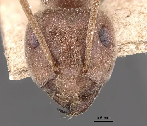 Anoplolepis custodiens specimen CASENT0905133 image casent0905133_2