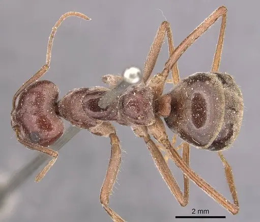 Anoplolepis custodiens specimen CASENT0905134 image casent0905134_1