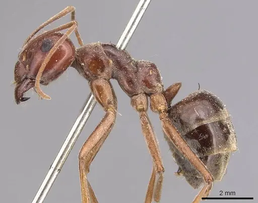Anoplolepis custodiens specimen CASENT0905134 image casent0905134_3