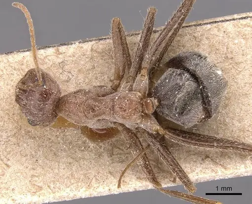 Anoplolepis custodiens specimen CASENT0905135 image casent0905135_1