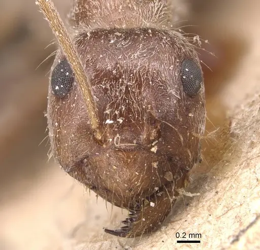 Anoplolepis custodiens specimen CASENT0905135 image casent0905135_2
