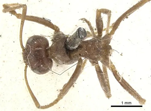 Anoplolepis fallax specimen CASENT0903235 image casent0903235_1