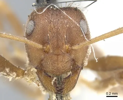 Anoplolepis fallax specimen CASENT0903235 image casent0903235_2