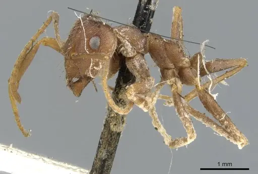 Anoplolepis fallax specimen CASENT0903235 image casent0903235_3