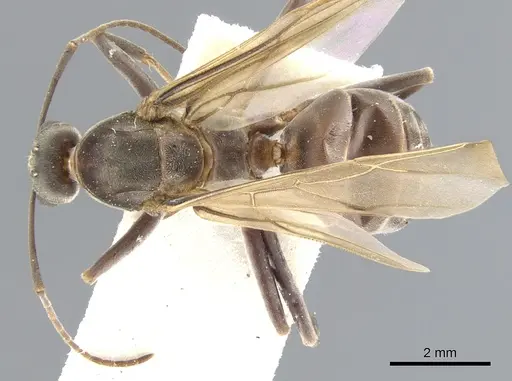 Anoplolepis fallax specimen CASENT0903236 image casent0903236_1