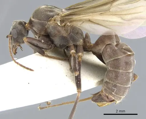 Anoplolepis fallax specimen CASENT0903236 image casent0903236_3