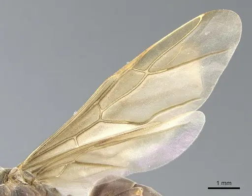 Anoplolepis fallax specimen CASENT0903236 image casent0903236_4