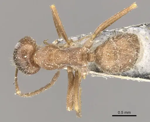 Anoplolepis fallax specimen CASENT0909843 image casent0909843_1