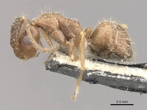 Anoplolepis fallax specimen CASENT0909843 image casent0909843_3