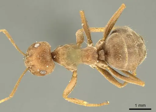 Anoplolepis fallax specimen CASENT0915705 image casent0915705_1