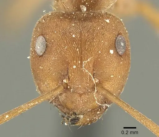 Anoplolepis fallax specimen CASENT0915705 image casent0915705_2