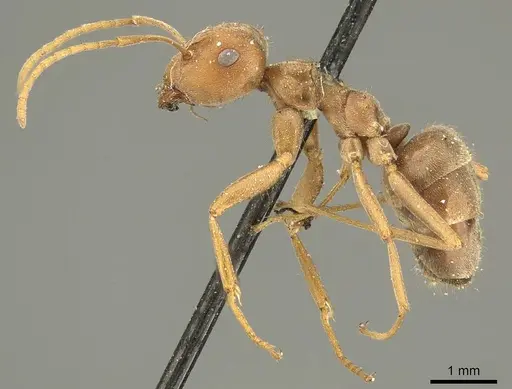 Anoplolepis fallax specimen CASENT0915705 image casent0915705_3