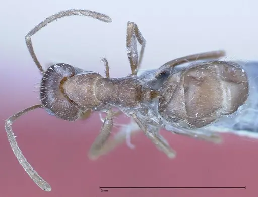 Anoplolepis fallax specimen FOCOL0160 image focol0160_1