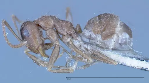 Anoplolepis fallax specimen FOCOL0160 image focol0160_3