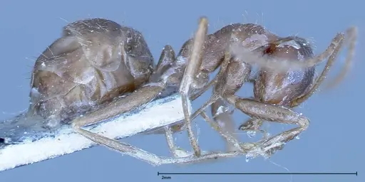 Anoplolepis fallax specimen FOCOL0160 image focol0160_4