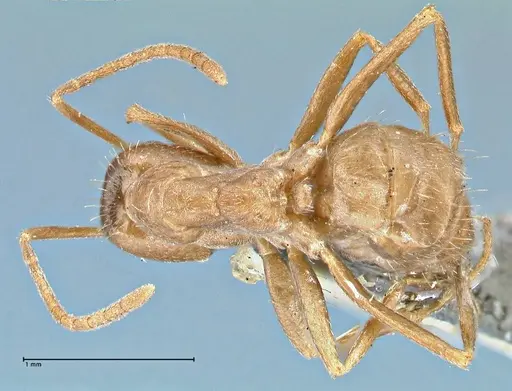 Anoplolepis fallax specimen FOCOL2899 image focol2899_1