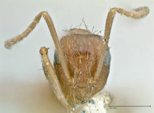 Anoplolepis fallax specimen FOCOL2899 image focol2899_2