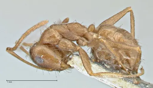Anoplolepis fallax specimen FOCOL2899 image focol2899_3