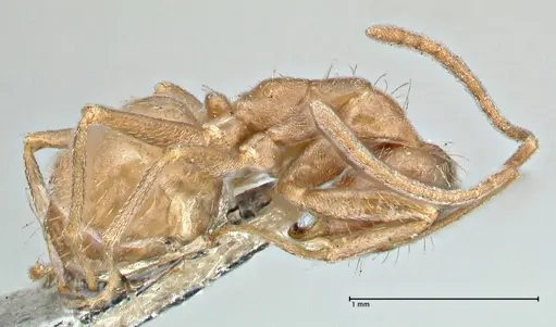 Anoplolepis fallax specimen FOCOL2899 image focol2899_4