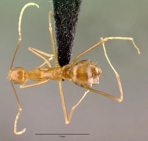 Anoplolepis gracilipes specimen CASENT0010635 image casent0010635_1
