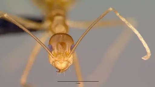 Anoplolepis gracilipes specimen CASENT0010635 image casent0010635_2