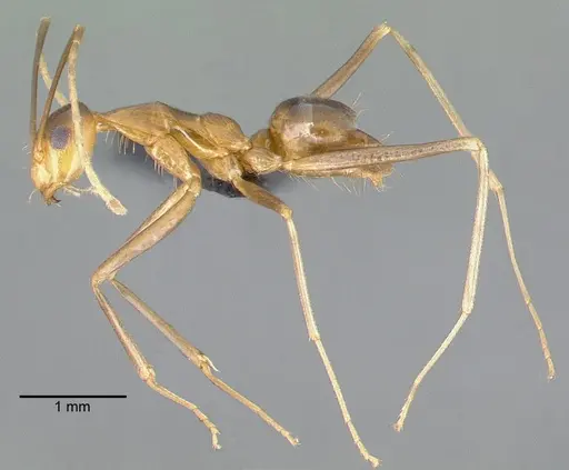 Anoplolepis gracilipes specimen CASENT0010635 image casent0010635_3