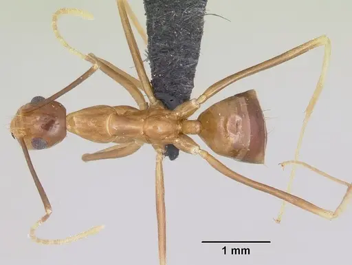 Anoplolepis gracilipes specimen CASENT0064816 image casent0064816_1