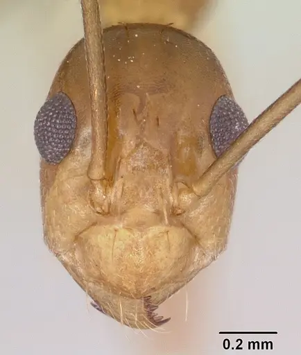 Anoplolepis gracilipes specimen CASENT0064816 image casent0064816_2