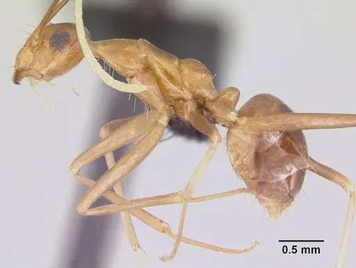 Anoplolepis gracilipes specimen CASENT0064816 image casent0064816_3