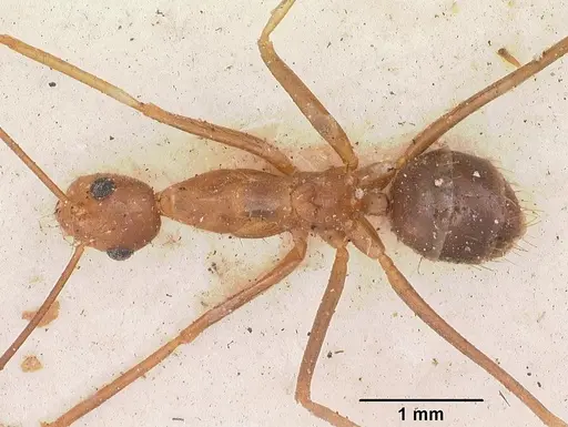 Anoplolepis gracilipes specimen CASENT0102951 image casent0102951_1