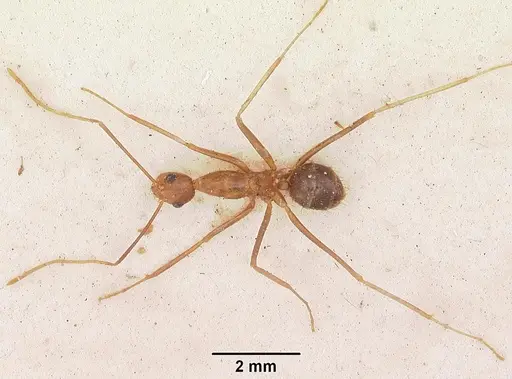 Anoplolepis gracilipes specimen CASENT0102951 image casent0102951_2