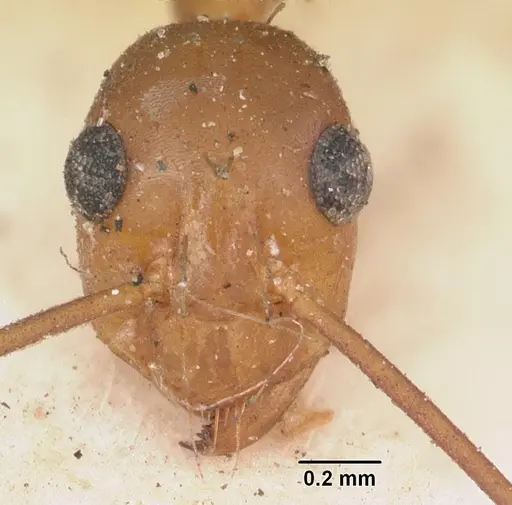 Anoplolepis gracilipes specimen CASENT0102951 image casent0102951_3