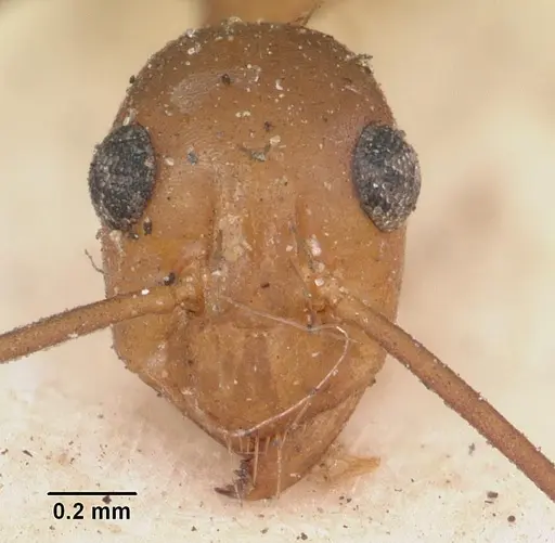 Anoplolepis gracilipes specimen CASENT0102951 image casent0102951_4
