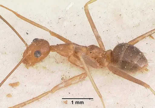 Anoplolepis gracilipes specimen CASENT0102951 image casent0102951_5